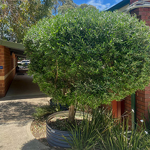 Topiary Perth