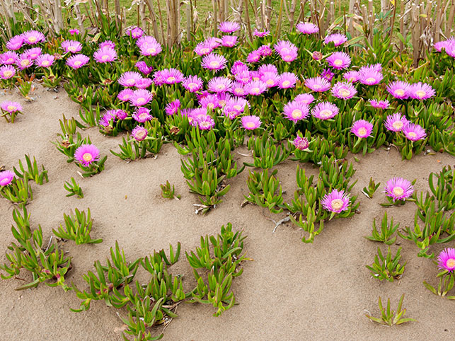 Pig Face flowering in perth coastal areas