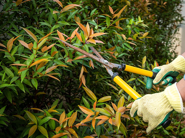 Native hedging and topiary gardens recommended by West Earth Landscaping