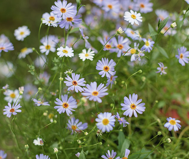 Daisy flowers recommended by West Earth Landscaping