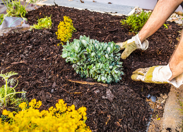 Preparing your gardens beds with West Earth Landscaping Mulching Services