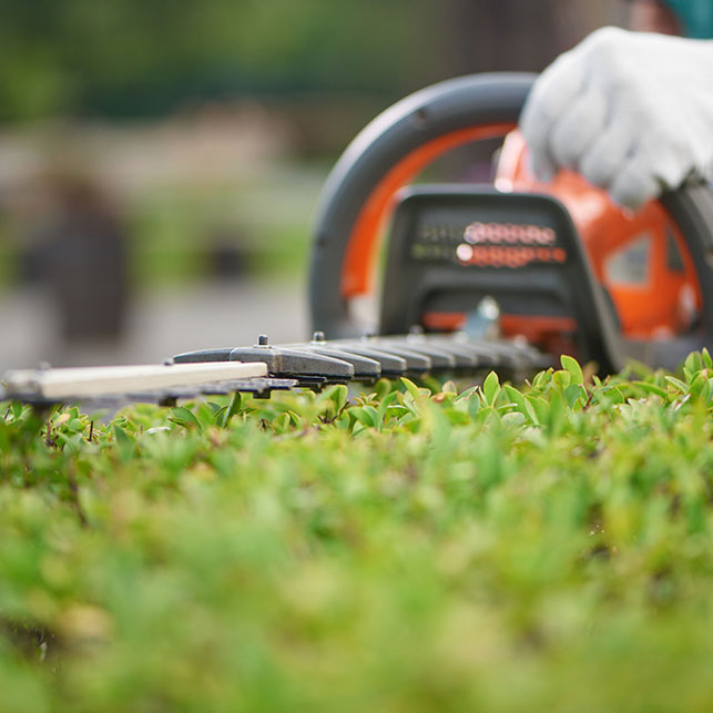 Hedge Trimming Services by West Earth Landscaping