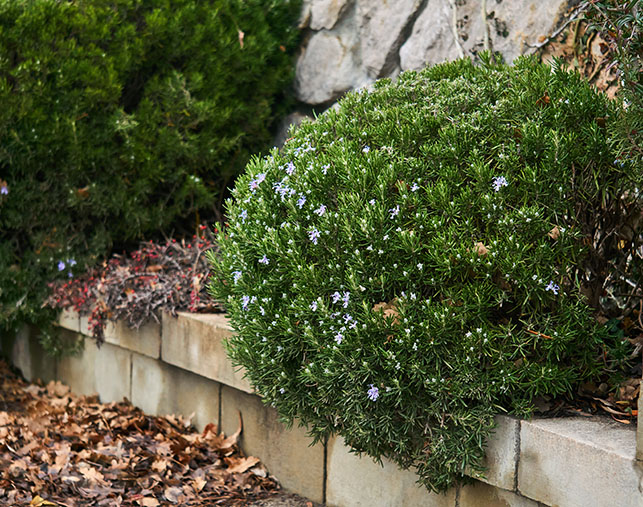 Hedge Trimming vs Hedge Pruning with West Earth Landscaping