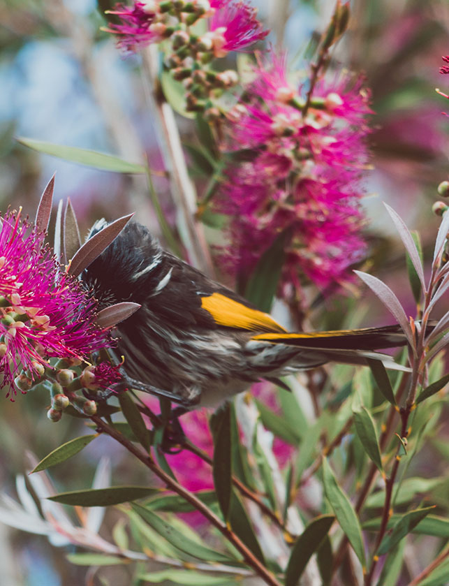 Honey eater eating from native flower