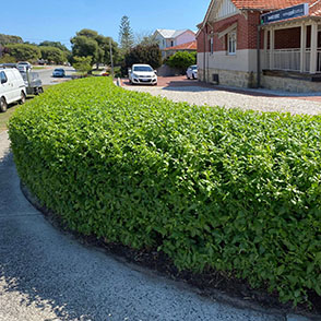 Hedge trimming at Mt Hawthorn