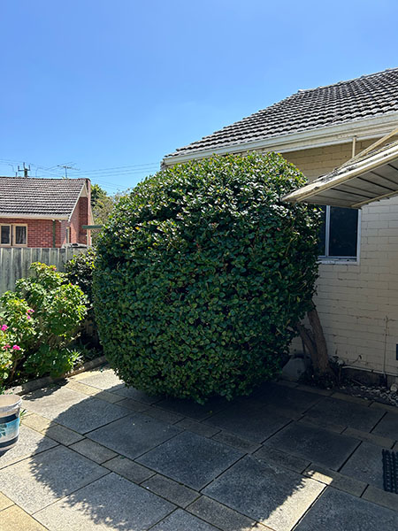 Hedge Trimming After