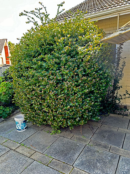 Hedge Trimming Before